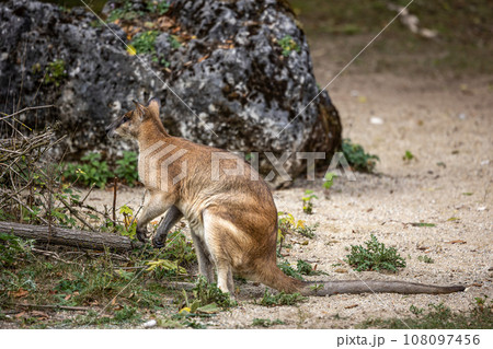 The agile wallaby, Macropus agilis also known as the sandy wallaby The agile wallaby, Macropus agilis also known as the sandy wallaby 108097456