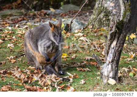 Swamp Wallaby, Wallabia bicolor, is one of the smaller kangaroos Swamp Wallaby, Wallabia bicolor, is one of the smaller kangaroos 108097457