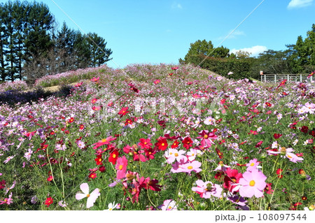 【香川県】秋の国営讃岐まんのう公園(コスモス) 【香川県】秋の国営讃岐まんのう公園(コスモス) 108097544