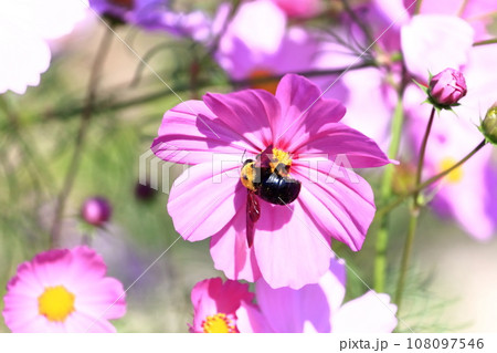 【香川県】秋の国営讃岐まんのう公園(コスモス) 【香川県】秋の国営讃岐まんのう公園(コスモス) 108097546