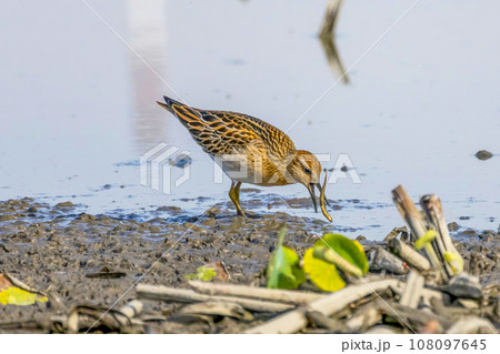 レンコン畑で餌を探すウズラシギ レンコン畑で餌を探すウズラシギ 108097645