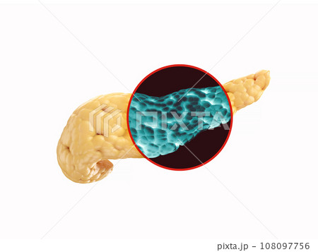 Realistic 3d illustration of human pancreas isolated on white Realistic 3d illustration of human pancreas isolated on white 108097756
