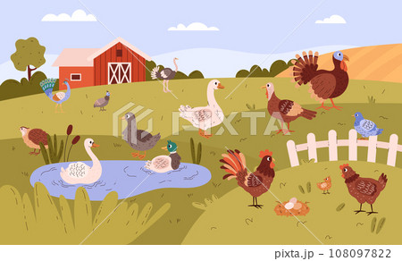 Poultry farm with free range birds in field. Poultry farm with free range birds in field. 108097822