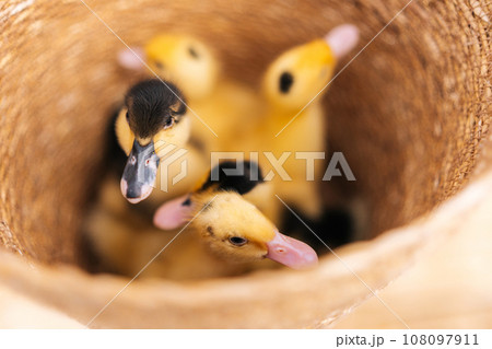 Top view group of adorable little cute yellow ducklings sitting in straw basket at summer gazebo house on sunny day. Concept of excursion to eco-farm, life in village, vacation with grandmother. 108097911