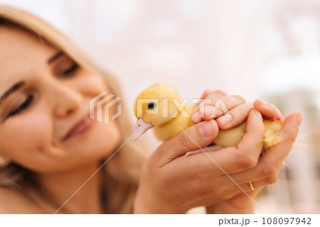Close-up face of happy blonde young woman holding in hands cute little yellow ducklings in summer gazebo on sunny day. Concept of excursion to eco-farm, life in village, vacation with grandmother. Close-up face of happy blonde young woman holding in hands cute little yellow ducklings in summer gazebo on sunny day. Concept of excursion to eco-farm, life in village, vacation with grandmother. 108097942