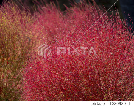 鮮やかに紅葉したコキアのクローズアップ 108098011