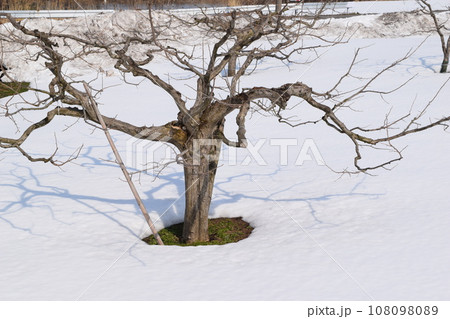 冬の柿の木 降雪風景 冬の柿の木 降雪風景 108098089