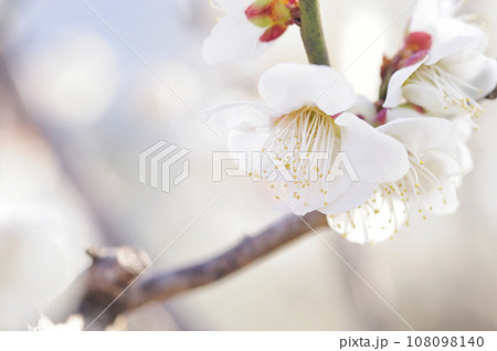いつか見た梅林公園 いつか見た梅林公園 108098140