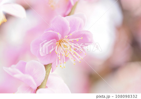 いつか見た梅林公園 108098332