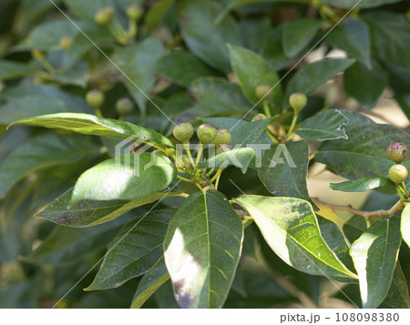 イヌビワの果実のクローズアップ 108098380