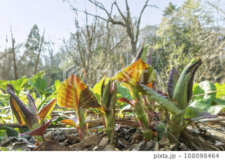 オオイタドリの若草 せたな町 オオイタドリの若草 せたな町 108098464