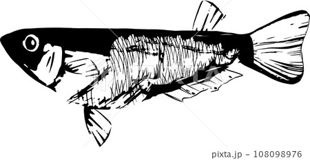 メダカの墨絵和風イラスト 108098976