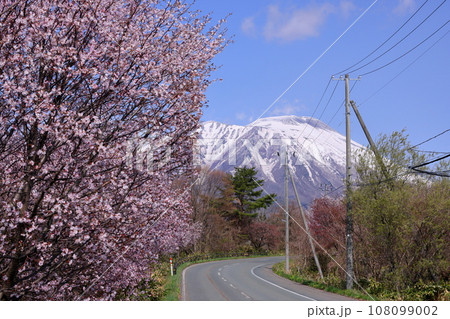 岩手県滝沢市　道沿いの桜並木と残雪の岩手山 108099002