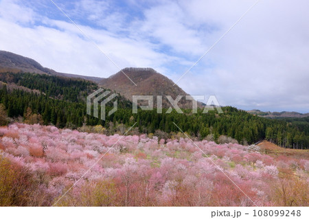 福島県耶麻郡北塩原村大塩　裏磐梯の峠斜面一面を覆う桜峠の満開のオオヤマザクラと後ろにそびえる山 108099248