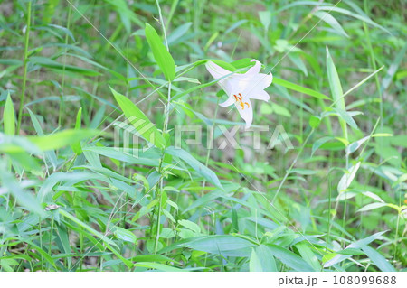 ササユリの花 ササユリの花 108099688