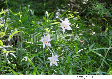 ササユリの花 ササユリの花 108099690