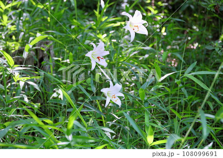 ササユリの花 108099691