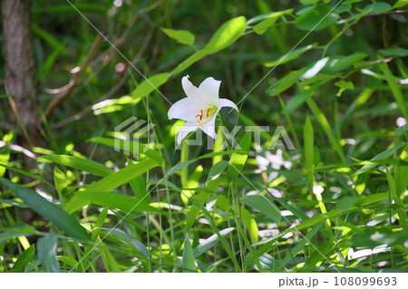 ササユリの花 108099693