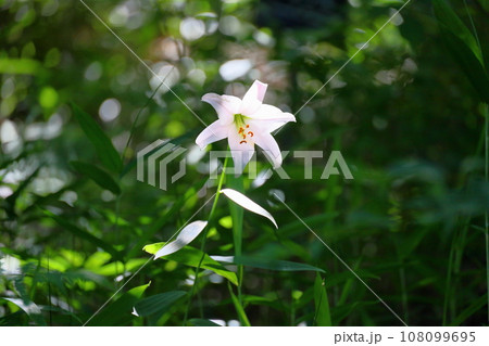 ササユリの花 ササユリの花 108099695