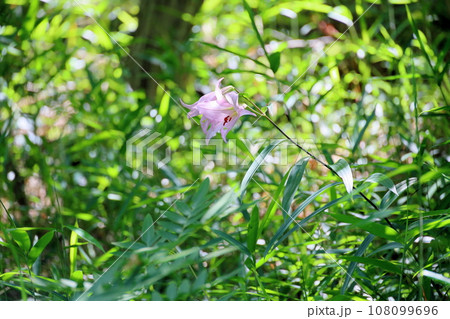 ササユリの花 108099696