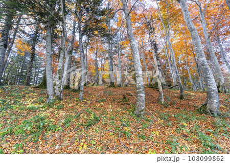 秋の山形蔵王　落ち葉と森の風景　山形県山形市 108099862