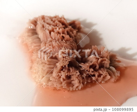 粘菌　バオバブの植木鉢の下部で発見！ 108099895