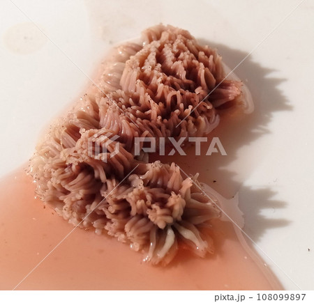 粘菌　バオバブの植木鉢の下部で発見！ 108099897