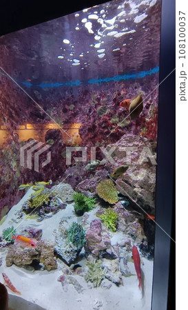 美ら海水族館 美ら海水族館 108100037