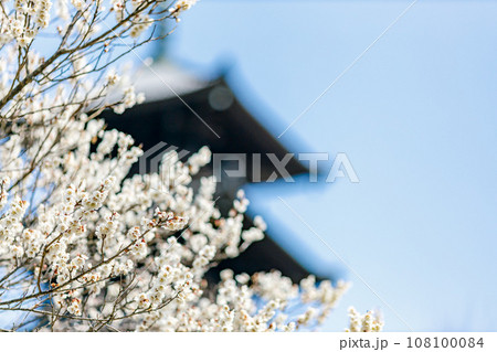 白梅と五重塔|備中国分寺 白梅と五重塔|備中国分寺 108100084