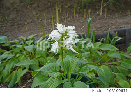 タマノカンザシの花 108100651