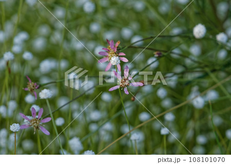 シラタマホシクサ群落とサワシロギクの花 108101070