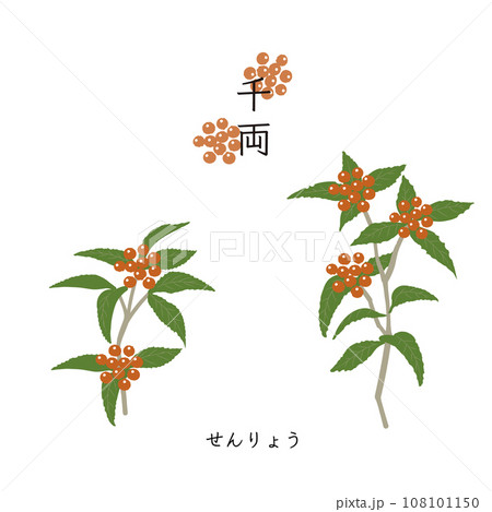 千両のイラスト1のイラスト素材 [108101150] - PIXTA