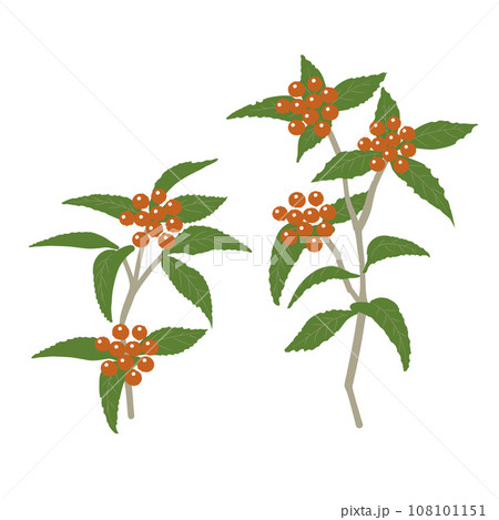 千両のイラスト2 千両のイラスト2 108101151