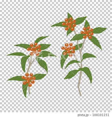 千両のイラスト2 千両のイラスト2 108101151