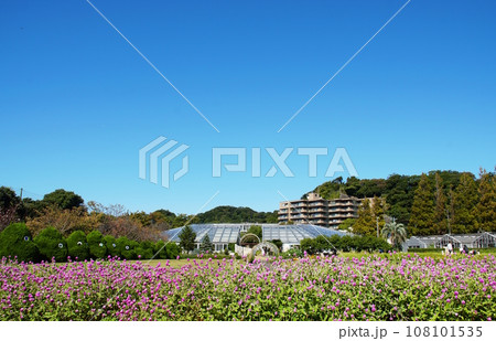 センニチコウ　 108101535