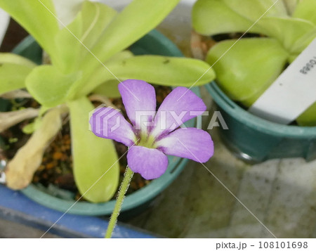 ムシトリスミレ　Pinguicula vulgaris 108101698