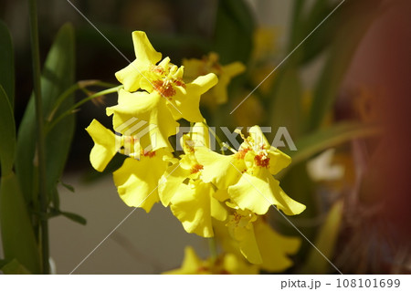 オンシジューム　Oncidium 108101699