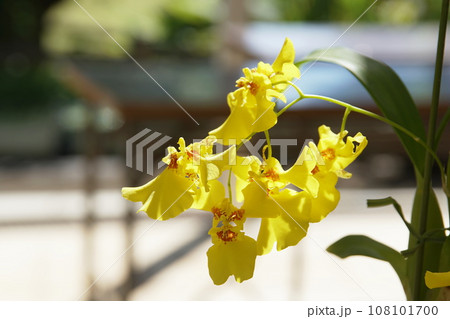 オンシジューム　Oncidium 108101700