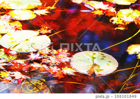 紅葉に染まる池とスイレンの葉 108101849