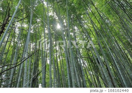 旧国鉄倉吉線跡　2 108102440