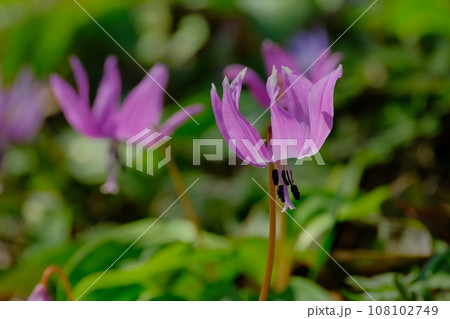 かたくりの花 108102749