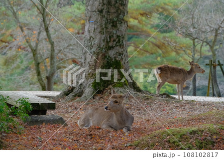 奈良公園 108102817