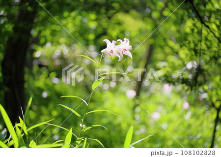 葉緑の中のササユリの花 108102828