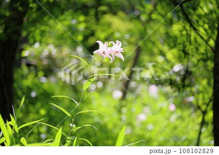 葉緑の中のササユリの花 108102829
