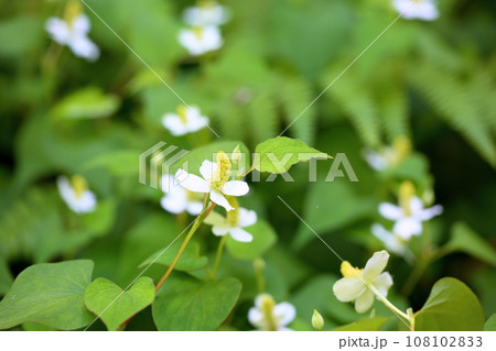 ドクダミの花 ドクダミの花 108102833