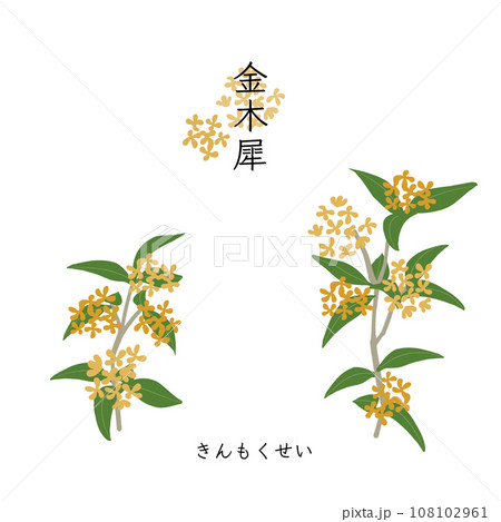 香りの花木　金木犀のイラスト 108102961