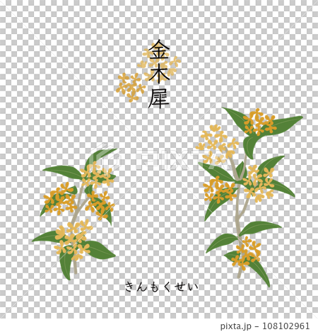 香りの花木　金木犀のイラスト 108102961