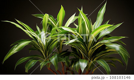 コルディリネ(ドラセナ)　背景素材 108103146