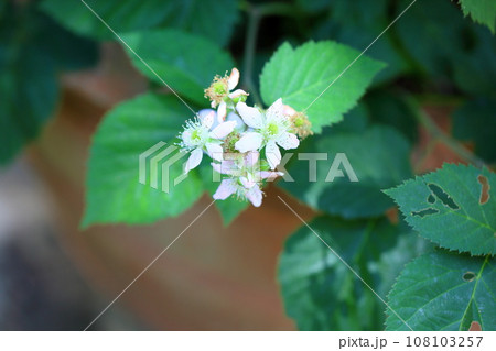 ブラックベリーの花 108103257