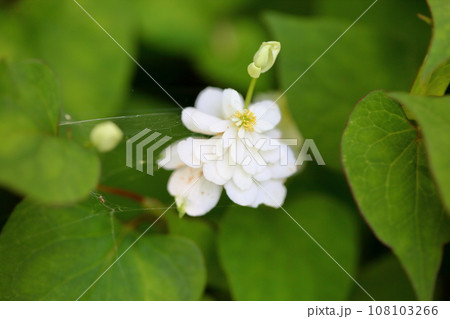 八重咲ドクダミの花 108103266